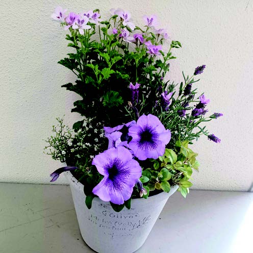 20初夏の寄せ植え