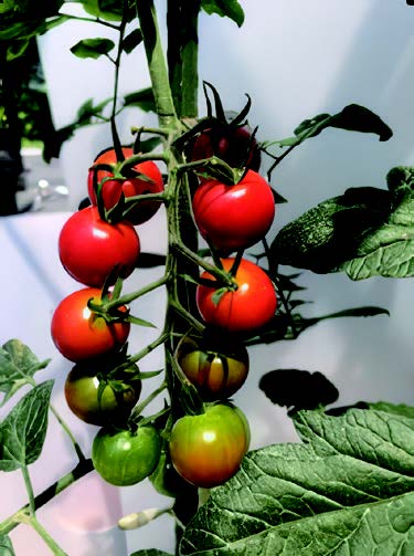 21ベランダOK！ 小さめミニトマトと便利なハーブを育てよう