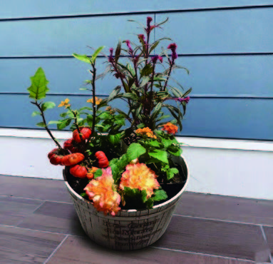 寄せ植え